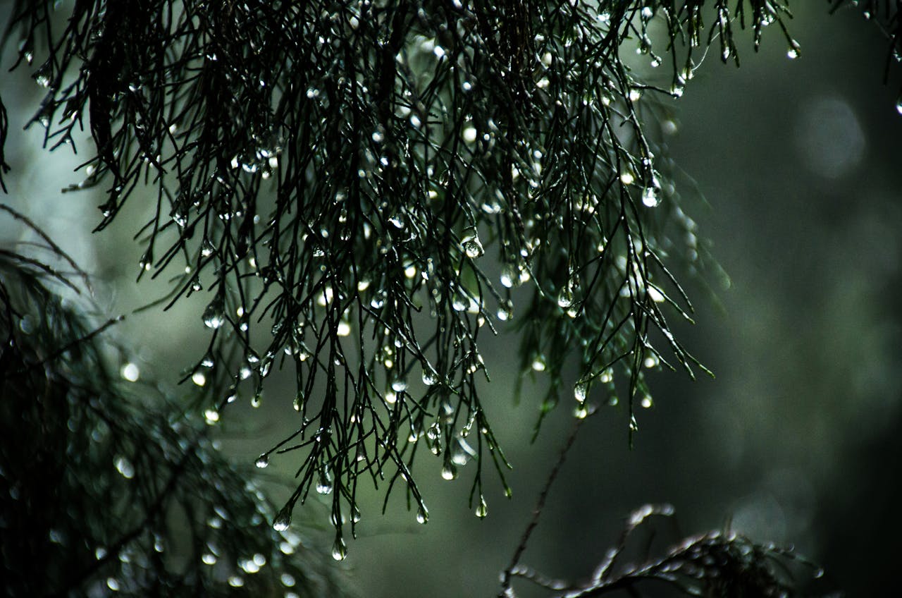 Zo bescherm je jouw tuin tegen regenoverlast